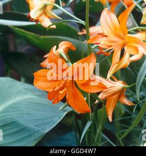 Lilium - `John Dix' (Asiatic Hybrid)   BUL045058 Stock Photo